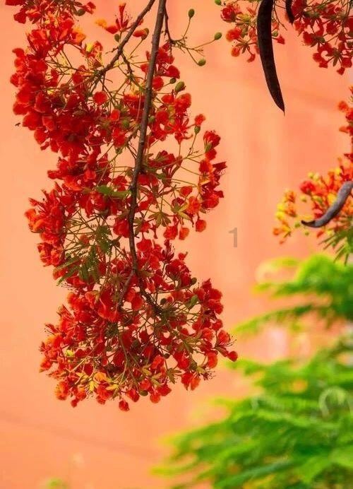 凤凰不好惹